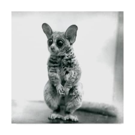 Trademark Fine Art Frederick William Bond 'A Galago Moholi' Canvas Art, 24x24 BL01678-C2424GG